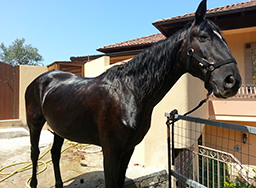 agriturismo massa lubrense